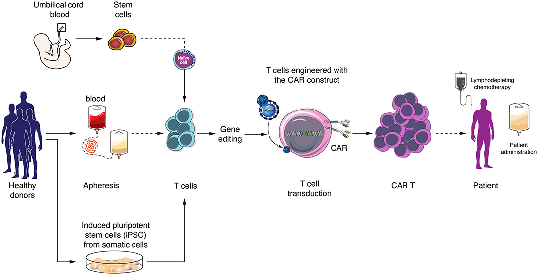 What are the Processes for Stem Cells Transplants